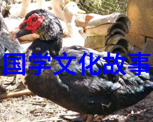 断鹤续凫